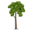 2d big tree png