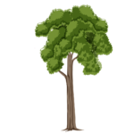 2d big tree png