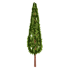 tree of park png