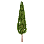 tree of park png