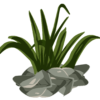 wild-bush png