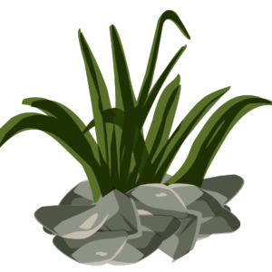 wild-bush png