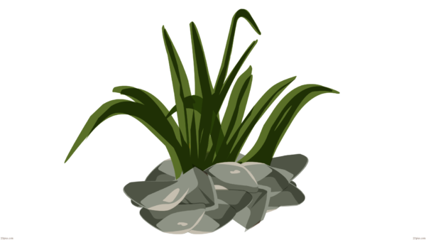 wild-bush png